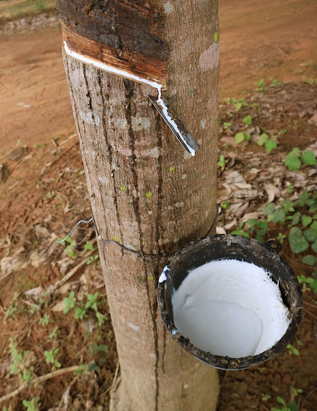 Récolte du caoutchouc