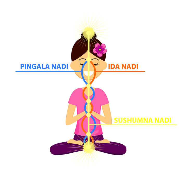 Le nadi Pingala libéré par la respiration Surya Bhedana Pranayama Le Nadi Pingala dans le pranyama Surya Bhedana Pranayama