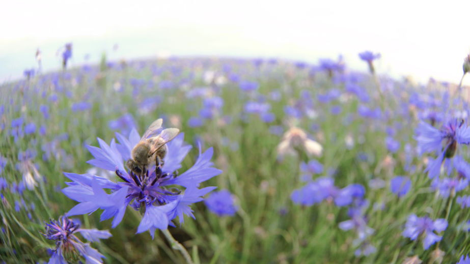 Respiration de l'abeille La respiration yoguite de l'abeille